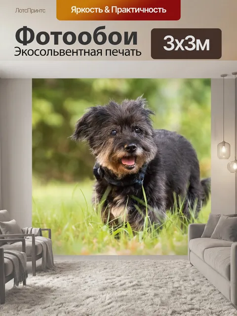 Фотообои Собака