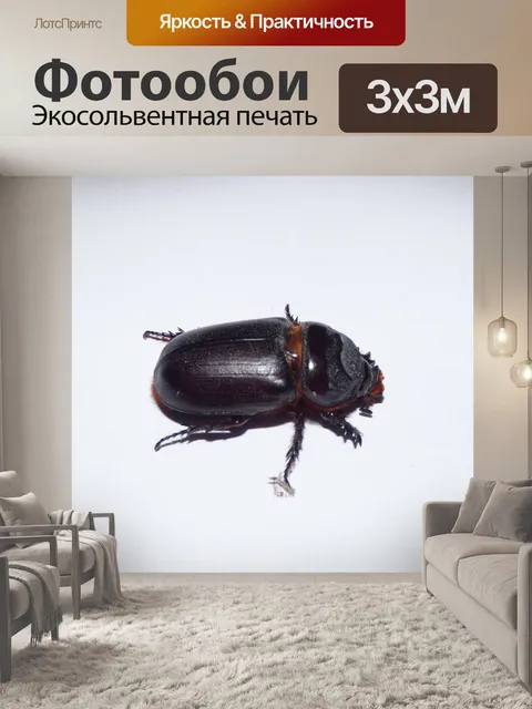 Фотообои Жук