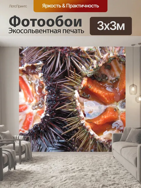 Фотообои Морские ежи