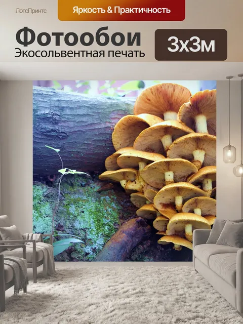 Фотообои Грибы