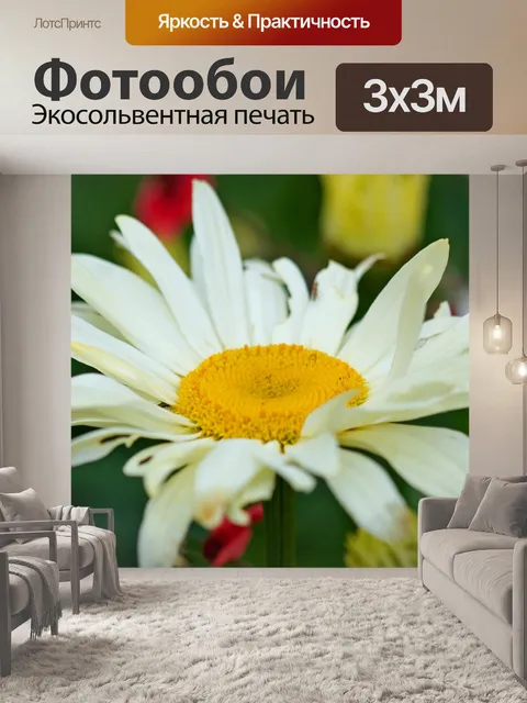 Фотообои Дейзи цветок крупным планом