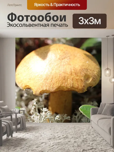 Фотообои Браун лесных грибов