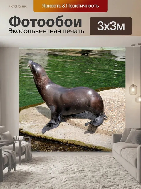 Фотообои Морские Львы 10 (серия 22)