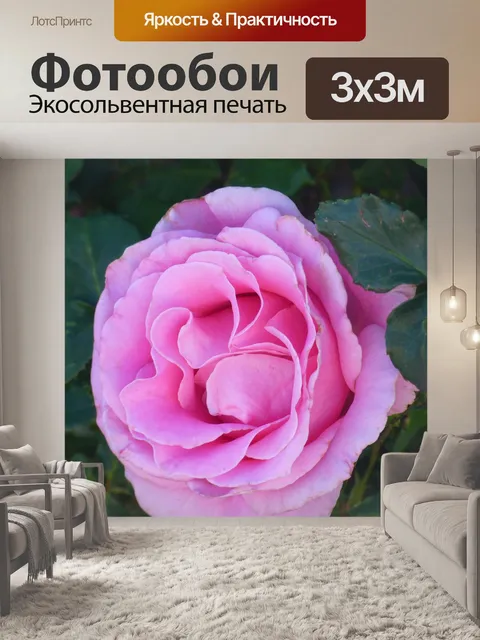 Фотообои Роза