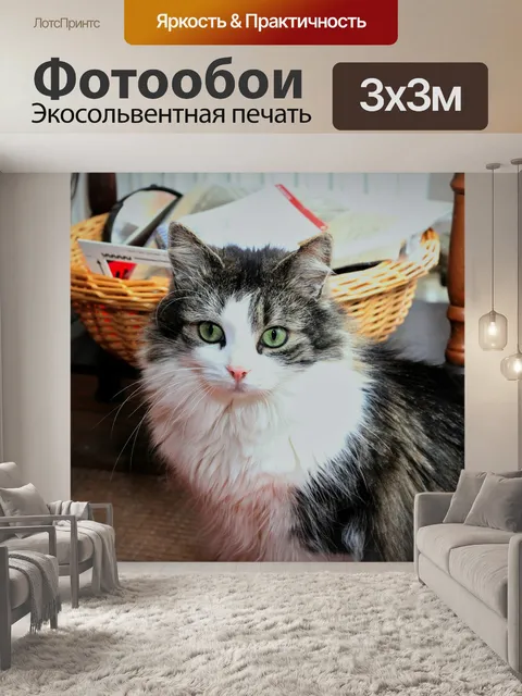 Фотообои Кот