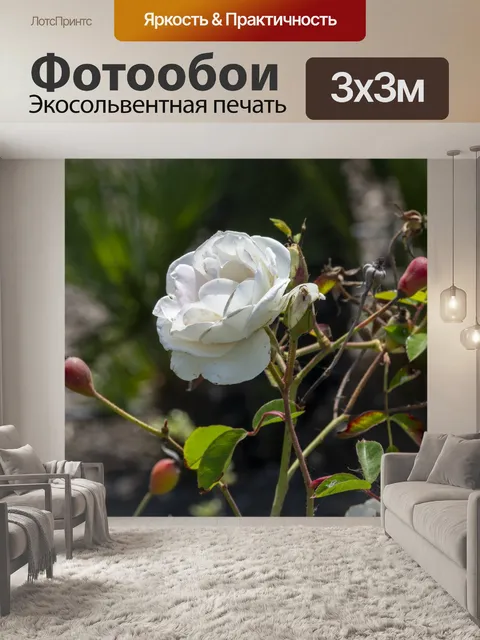 Фотообои белая роза
