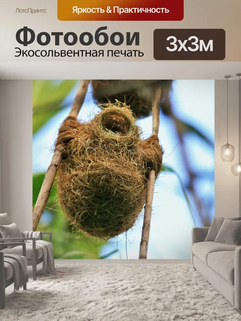 Фотообои Гнездо ткача