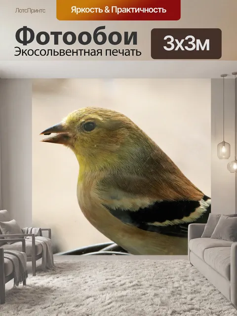 Фотообои Щегол крупным планом