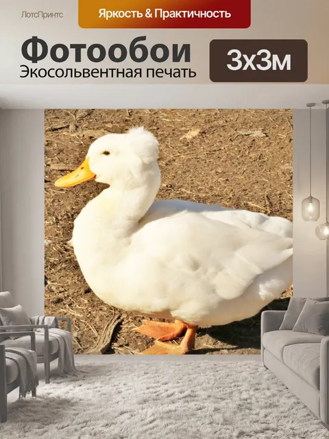 Фотообои Белая хохлатая утка крупным планом
