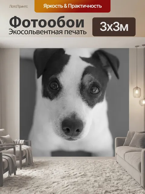 Фотообои Собака