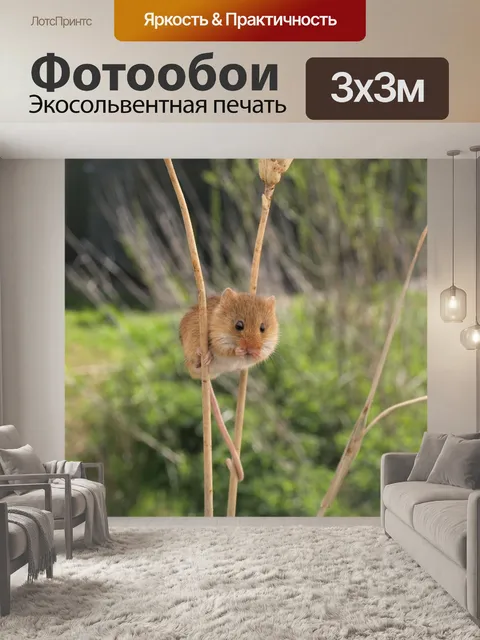 Фотообои Урожай мышь