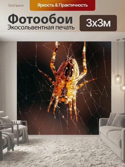 Фотообои Садовый паук паутина макро фото