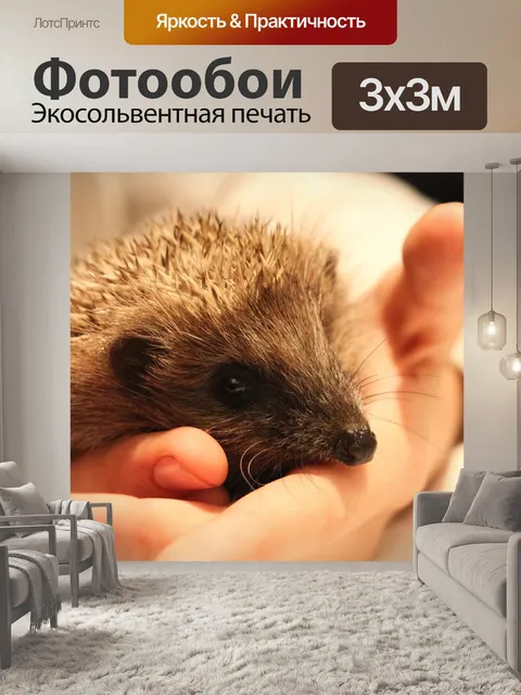 Фотообои Морской еж