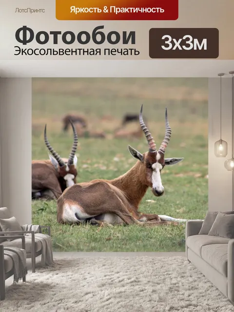 Фотообои Антилопа