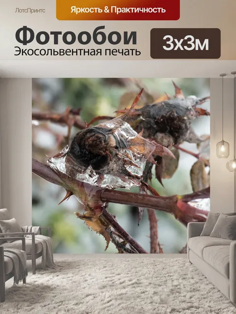 Фотообои Бутон розы
