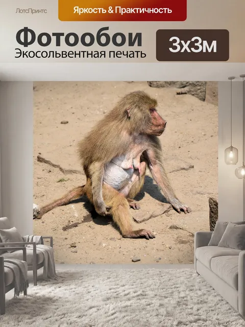 Фотообои Бабуин 7