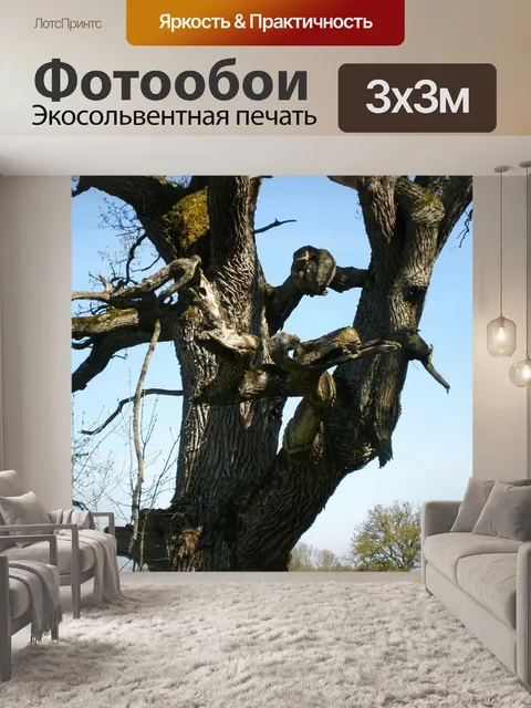 Фотообои Дуб