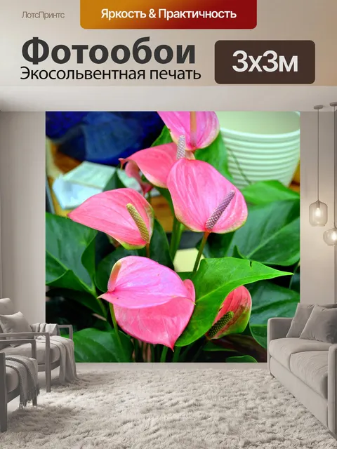 Фотообои Розовый антуриум