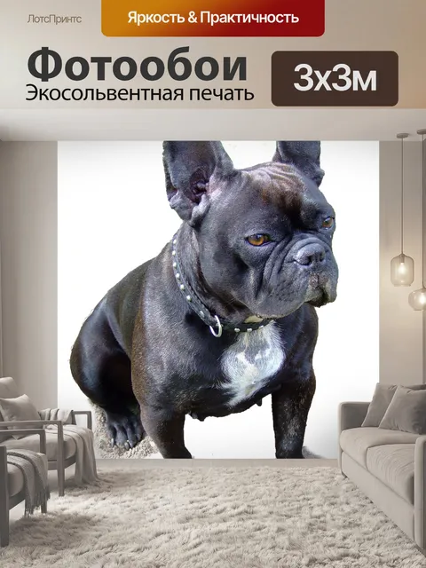 Фотообои Французский бульдог Нора белом фоне