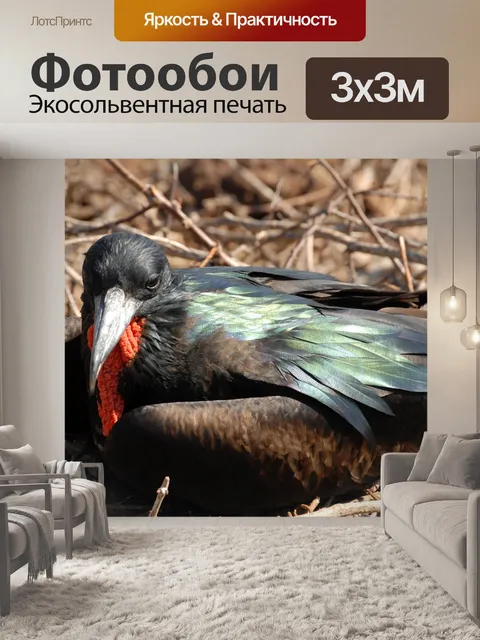 Фотообои Фрегат