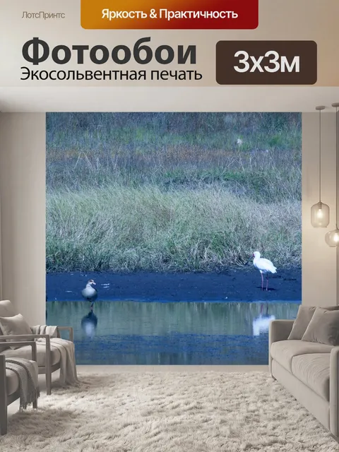 Фотообои африканская колпица, 2 египетских гуся