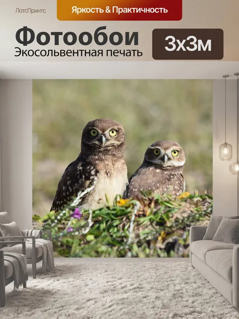 Фотообои Совы