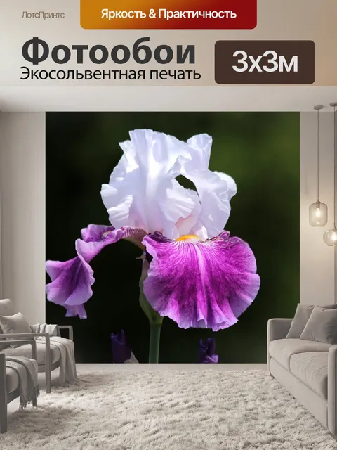 Фотообои Ирис