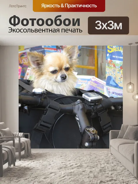Фотообои Чихуахуа велосипедист