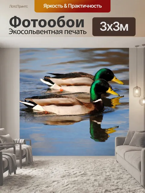 Фотообои Утки