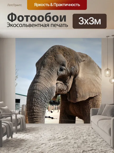 Фотообои слон
