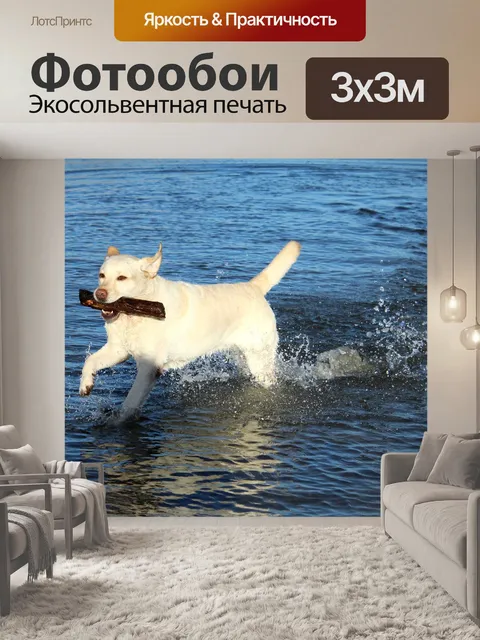 Фотообои Лабрадор