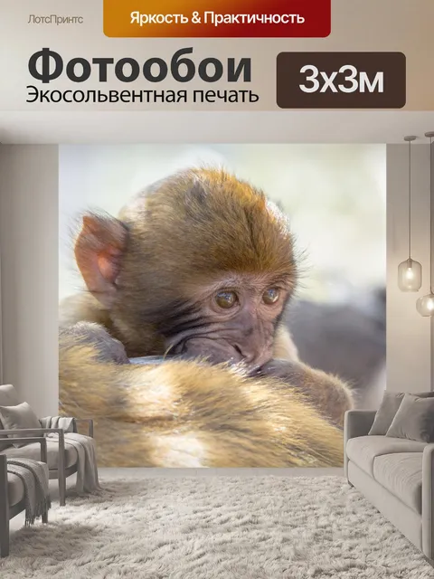 Фотообои Обезьяна baby