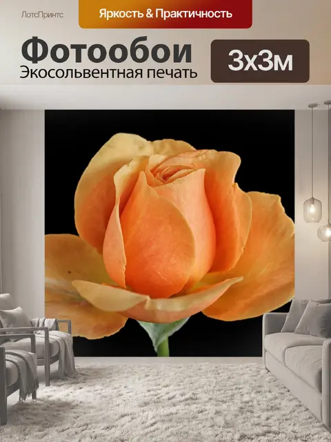Фотообои Роза