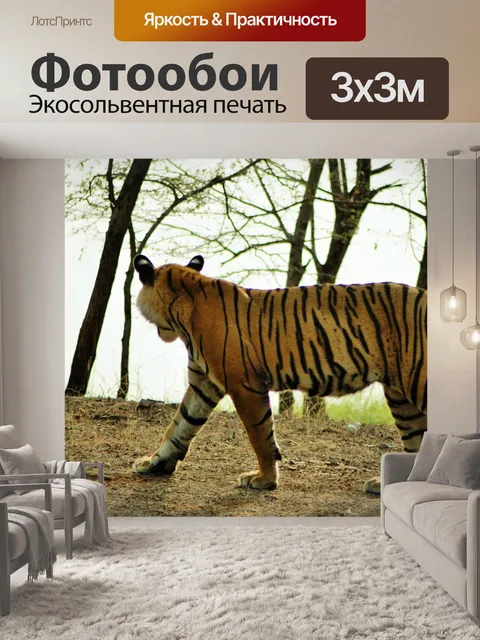 Фотообои Тигр