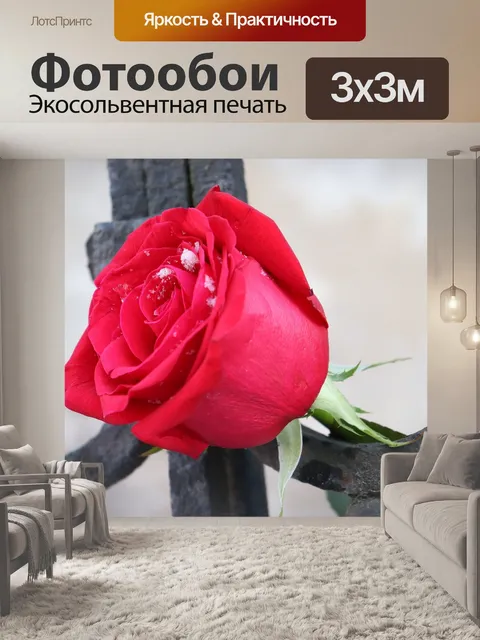 Фотообои Красная роза