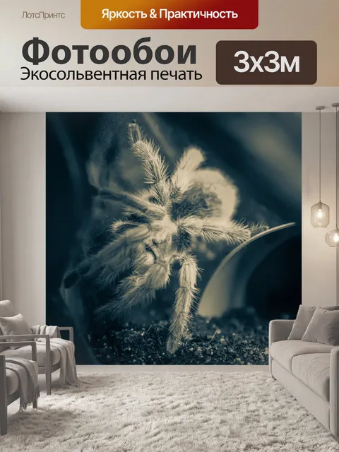 Фотообои тарантул