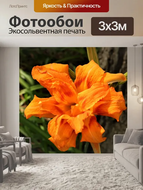 Фотообои Оранжевый лилейник крупным планом
