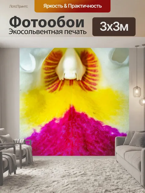 Фотообои Цветок орхидеи
