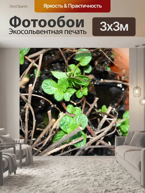 Фотообои новые листья мяты