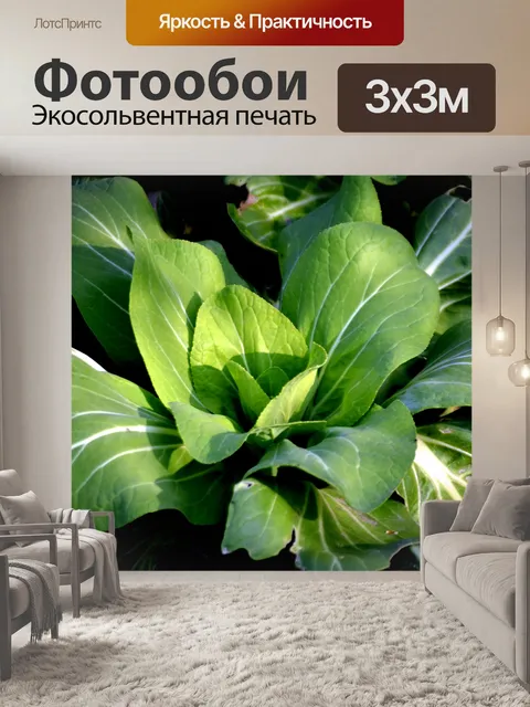 Фотообои Шанхай Бок Чой
