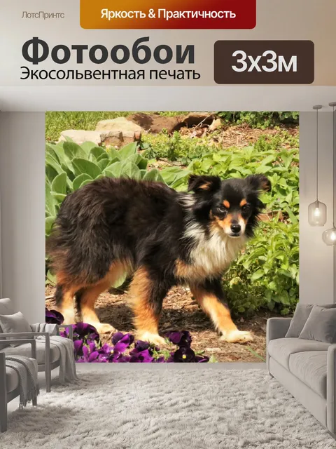 Фотообои Щенок австралийской овчарки