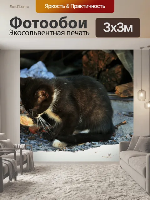 Фотообои котенок облизывая лапу