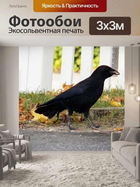 Фотообои Ворона