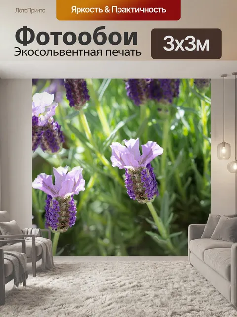 Фотообои Хохлатая лаванда