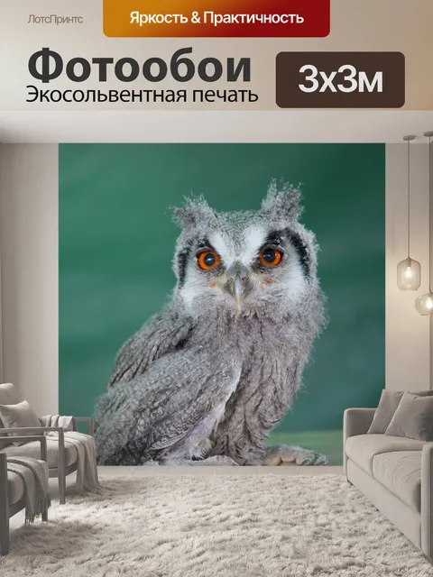 Фотообои Белый сталкиваются scopps сова