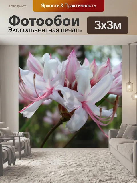 Фотообои Розовая азалия