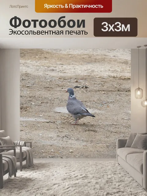 Фотообои Голубь