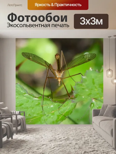 Фотообои Комар