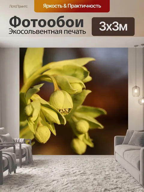 Фотообои Вонючий морозник