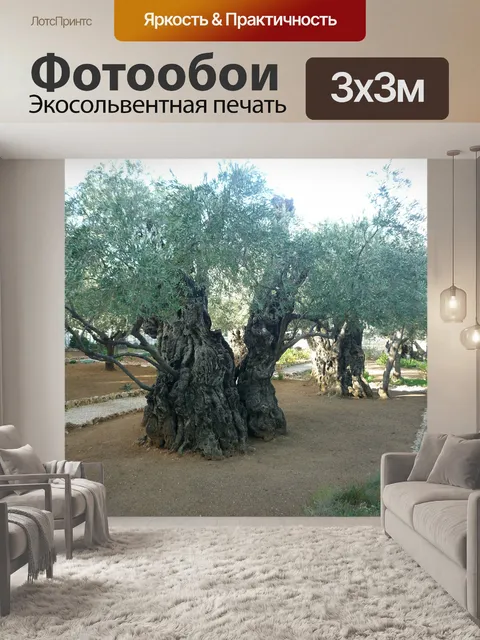 Фотообои Оливковые деревья